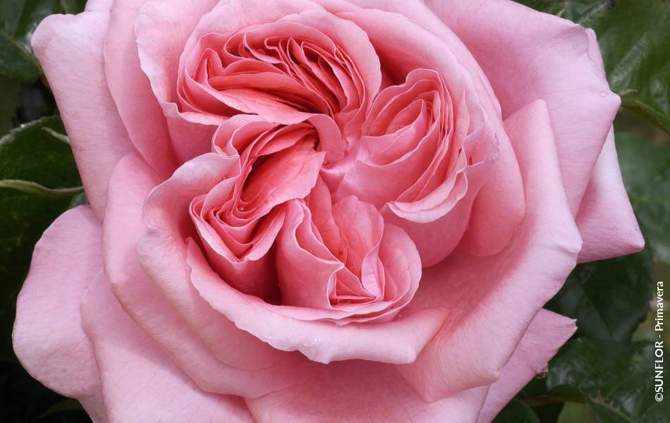 ©SUNFLOR - Primavera